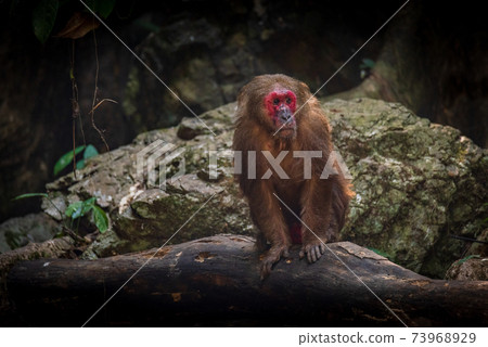 Stump-tailed macaque, a large, furry monkey tricky on the ground. Lives in the tropical forest 73968929