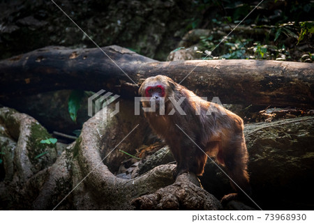 Stump-tailed macaque, a large, furry monkey tricky on the ground. Lives in the tropical forest Stump-tailed macaque, a large, furry monkey tricky on the ground. Lives in the tropical forest 73968930