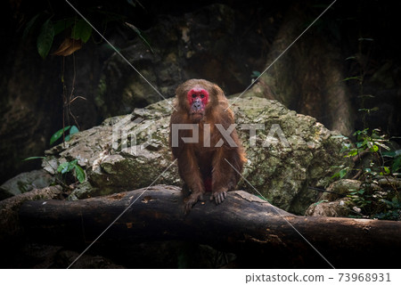 Stump-tailed macaque, a large, furry monkey tricky on the ground. Lives in the tropical forest Stump-tailed macaque, a large, furry monkey tricky on the ground. Lives in the tropical forest 73968931