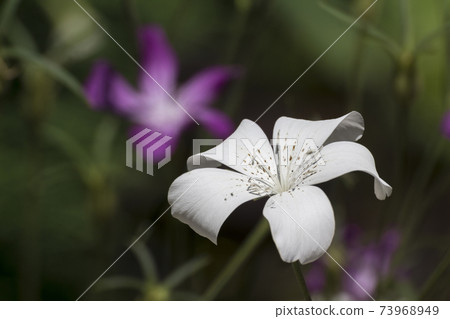 Agurosutenma Agurosutenma 73968949