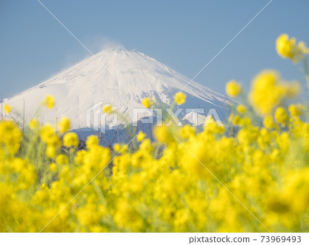 吾妻山公園的早春藍天富士山 吾妻山公園的早春藍天富士山 73969493