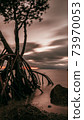 Mangrove in the sea with the setting sun in the background 73970053