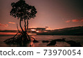 Mangrove in the sea with the setting sun in the background 73970054
