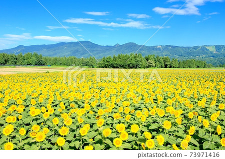 Tsunami Sunflower Field 73971416