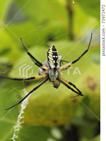 Black and Yellow Garden Spider Argiope aurantia, Eating Prey Black and Yellow Garden Spider Argiope aurantia, Eating Prey 73971472