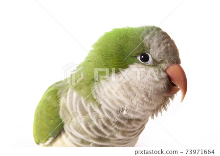 Quaker Parrot 73971664