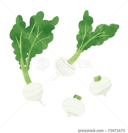 Hand drawn illustration of turnip Hand drawn illustration of turnip 73971673
