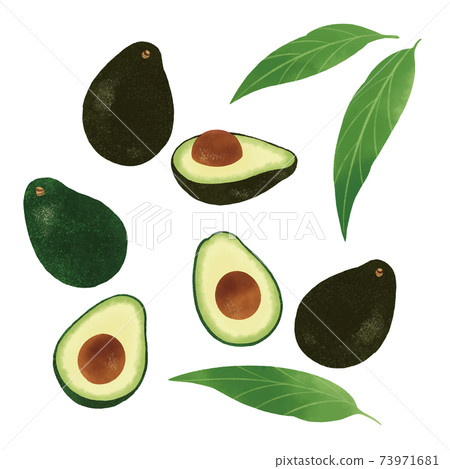 鱷梨手繪插圖 鱷梨手繪插圖 73971681