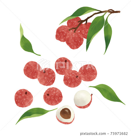 荔枝的手繪插圖 73971682
