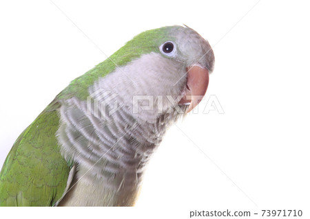Quaker Parrot 73971710