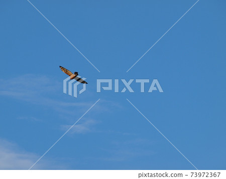 Great Crested Buzzard on Banping Mountain 73972367