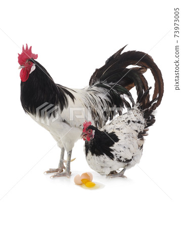Lakenfelder rooster and a hen at a broken egg 73973005