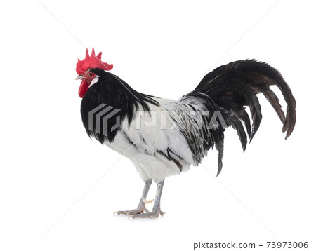 Black and white Lakenfelder rooster on a white background. 73973006