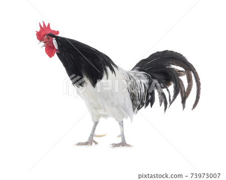 black and white rooster singing isolated on white background 73973007