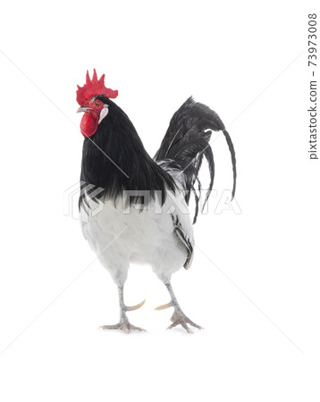 black and white rooster isolated on white background 73973008