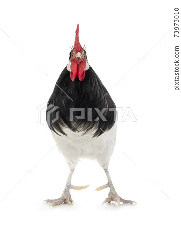 black and white rooster isolated on white background black and white rooster isolated on white background 73973010