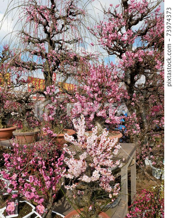 熊本春天植木市梅花樹(熊本市) 熊本春天植木市梅花樹(熊本市) 73974373