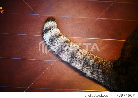 Bent cat tail Bent cat tail 73974667