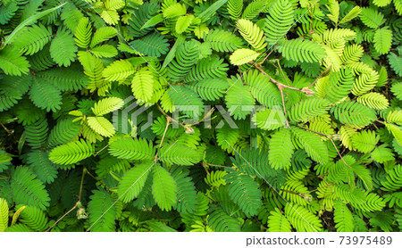 Leaves of Sensitive plant or mimosa pudica Leaves of Sensitive plant or mimosa pudica 73975489