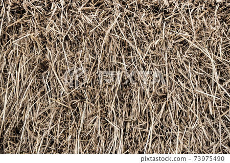 Texture of piled dried straw for animal feed Texture of piled dried straw for animal feed 73975490