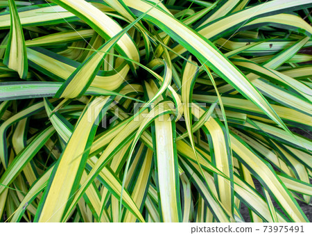 Leaves of plant as background or texture Leaves of plant as background or texture 73975491