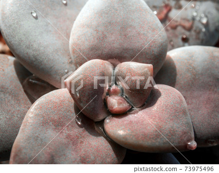 Close-up fresh leaves of succulent plant Graptopetalum superbum 73975496