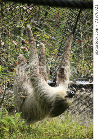 Omuta City Omuta City Zoo Sloth, 73976021
