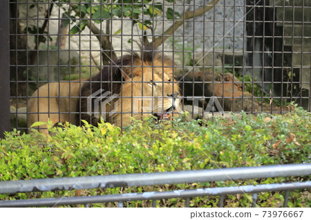 Omuta City Omuta City Zoo Lion, Omuta City Omuta City Zoo Lion, 73976667