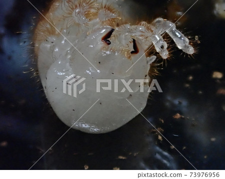 Head of a beetle larva immediately after molting Head of a beetle larva immediately after molting 73976956