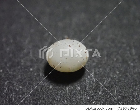 Beetle eggs Beetle eggs 73976960