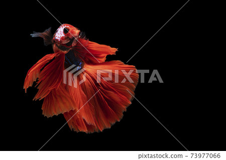 The moving moment beautiful of white, blue and red siamese betta fish with copy space. 73977066