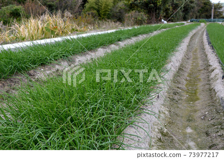 Onion rice field 73977217