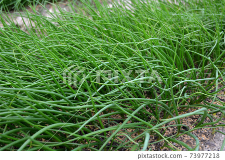 養洋蔥苗 73977218