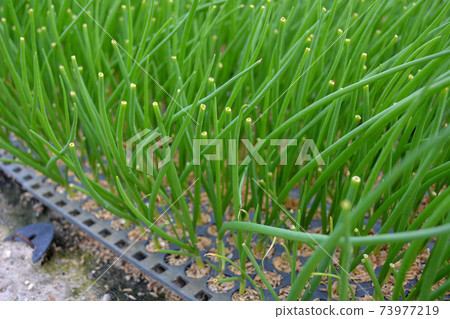 養洋蔥苗 73977219