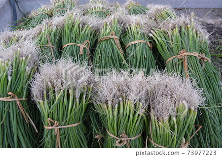 Onion seedlings bundled up Onion seedlings bundled up 73977223