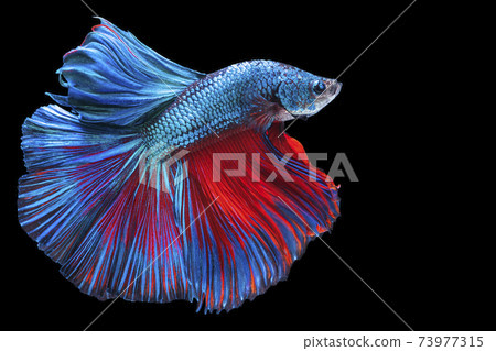 The moving moment beautiful of blue and red siamese betta fish with copy space. The moving moment beautiful of blue and red siamese betta fish with copy space. 73977315