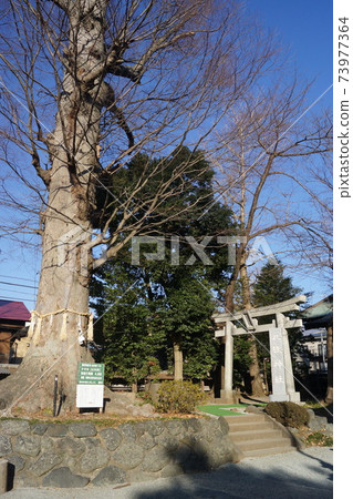 Izumo Taisha Sagami Shrine Izumo Taisha Sagami Shrine 73977364