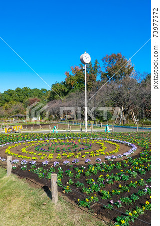 Flowerbed of Roka Koshunen Pansy 73977572