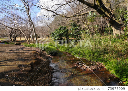 一月小金井142 Hake / Spring Field和Kokubunji Cliff Line 一月小金井142 Hake / Spring Field和Kokubunji Cliff Line 73977909