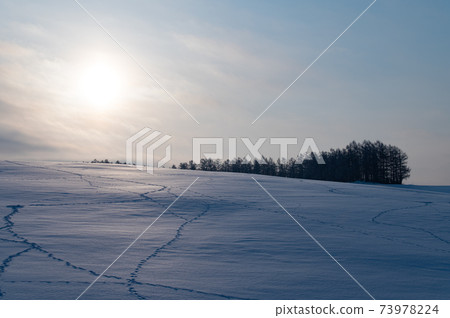 美瑛朝陽的一月雪場 美瑛朝陽的一月雪場 73978224
