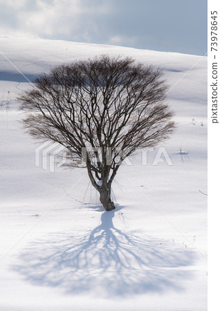 一月美瑛的一棵樹的可愛雪影 一月美瑛的一棵樹的可愛雪影 73978645
