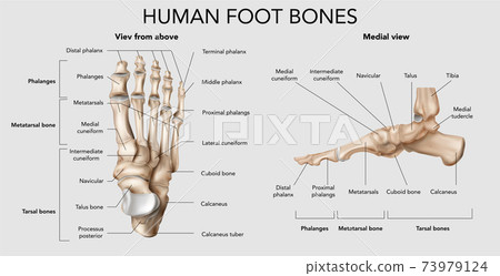 Human Foot Bones Composition Stock Illustration 73979124 Pixta