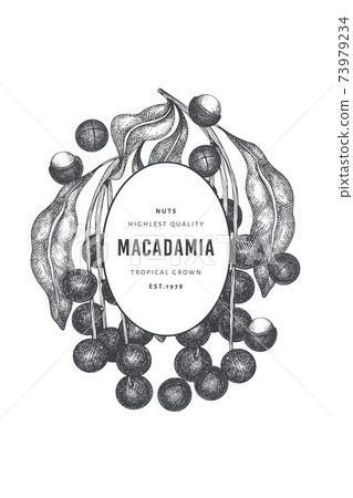 Hand drawn macadamia branch and kernels design template. Organic food vector illustration on white background. Retro nut illustration. Engraved style botanical banner. 73979234