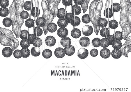 Hand drawn macadamia branch and kernels design template. Organic food vector illustration on white background. Retro nut illustration. Engraved style botanical banner. 73979237