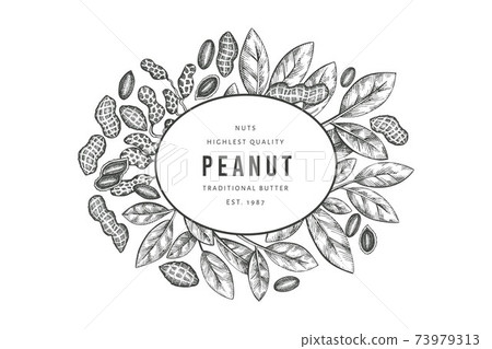 Hand drawn peanut branch and kernels design template. Organic food vector illustration on white background. Retro nut background. Engraved style botanical picture. Hand drawn peanut branch and kernels design template. Organic food vector illustration on white background. Retro nut background. Engraved style botanical picture. 73979313