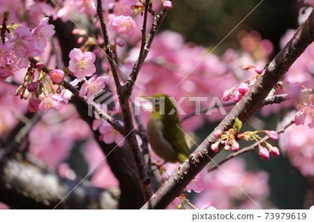 Kawazu cherry behind white-eye that blooms in eight minutes with a resting white-eye in the background Kawazu cherry behind white-eye that blooms in eight minutes with a resting white-eye in the background 73979619