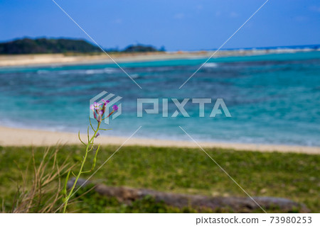 Hamadaikon flowers blooming on the beach of the southern island Hamadaikon flowers blooming on the beach of the southern island 73980253