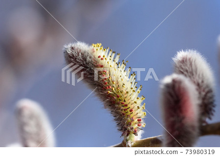 貓王威利 貓王威利 73980319