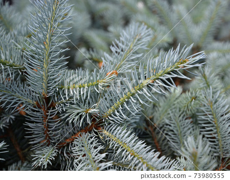 Gray needles Gray needles 73980555