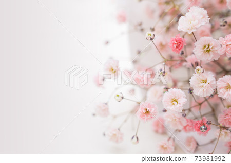 花背景滿天星 花背景滿天星 73981992